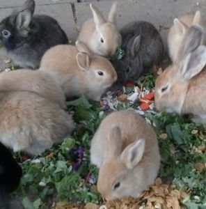 Meet your Posher, Marla